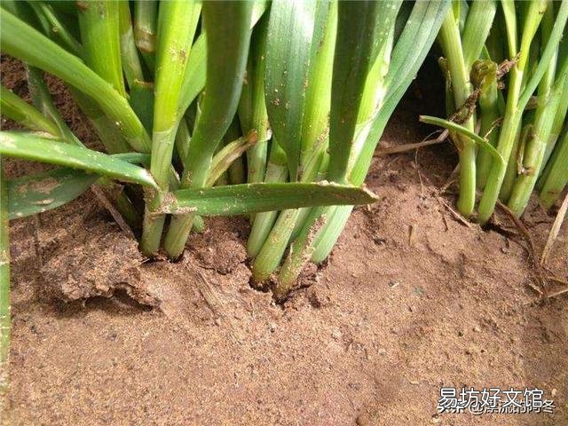 韭菜返青后长势不好,应该怎样才能提高长势?