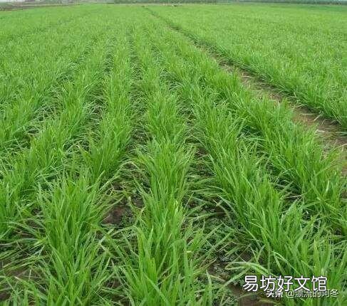 韭菜返青后长势不好,应该怎样才能提高长势?