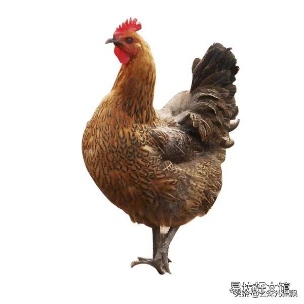 以前农村自己养的土鸡到春季都会抱窝,为啥现在的鸡不会抱窝了?