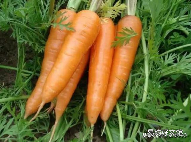 胡萝卜隔几天施一次肥比较好?