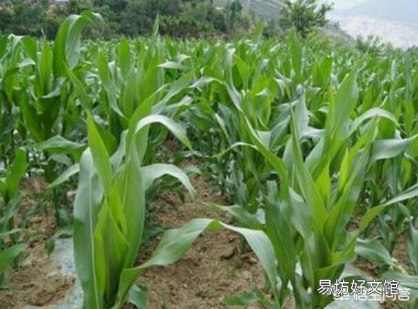玉米出苗后,该如何进行田间管理?