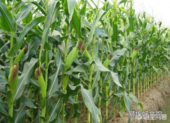 玉米出苗后,该如何进行田间管理?