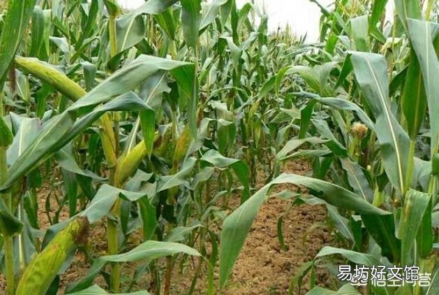 玉米出苗后,该如何进行田间管理?