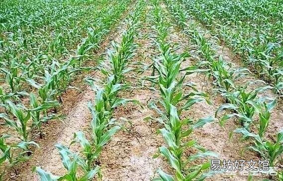 玉米出苗后,该如何进行田间管理?