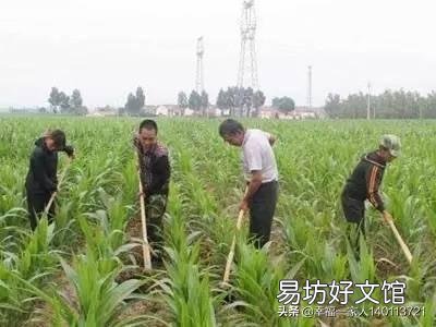 玉米出苗后,该如何进行田间管理?
