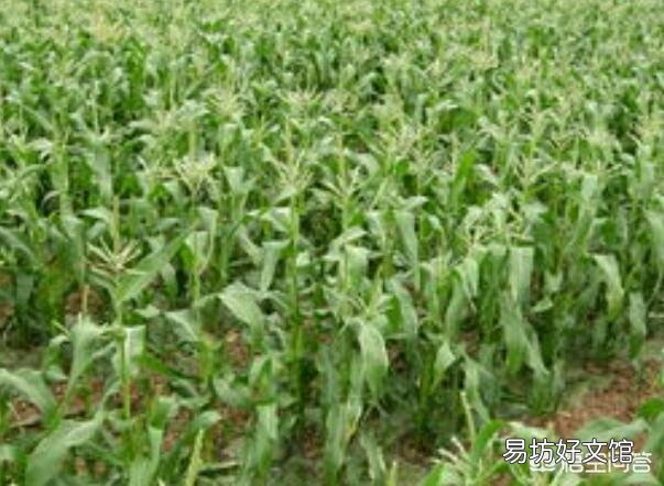 玉米出苗后,该如何进行田间管理?