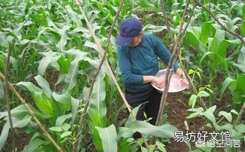 玉米出苗后,该如何进行田间管理?