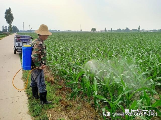 玉米出苗后,该如何进行田间管理?