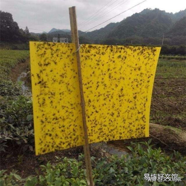 地里的南瓜只长藤,不结瓜,该怎么解决?