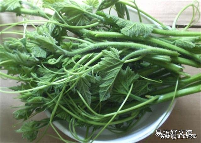 地里的南瓜只长藤,不结瓜,该怎么解决?