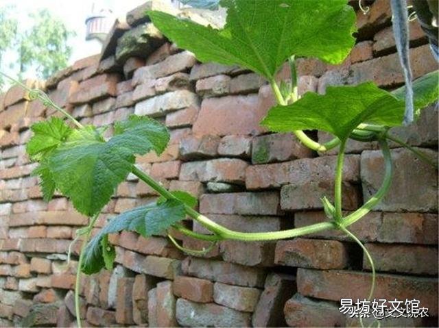 地里的南瓜只长藤,不结瓜,该怎么解决?