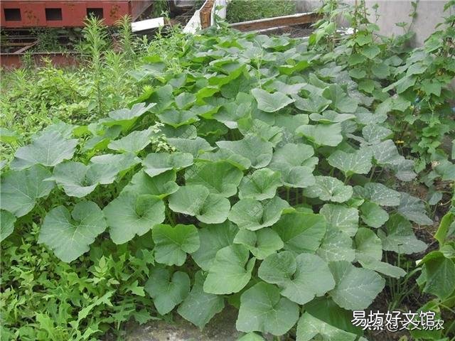 地里的南瓜只长藤,不结瓜,该怎么解决?