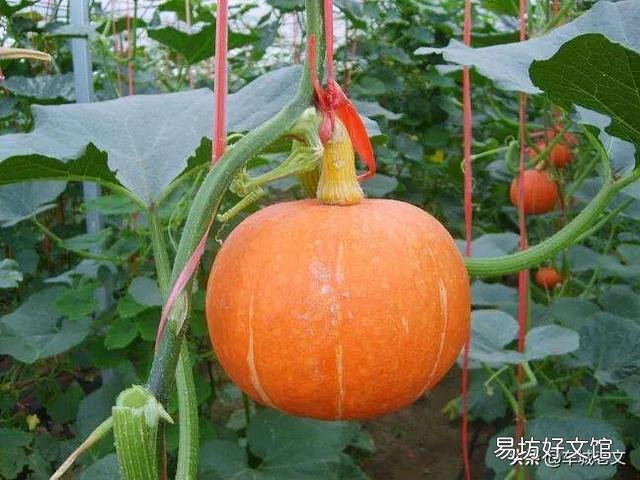 地里的南瓜只长藤,不结瓜,该怎么解决?
