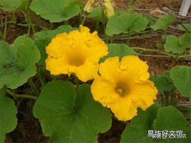 地里的南瓜只长藤,不结瓜,该怎么解决?