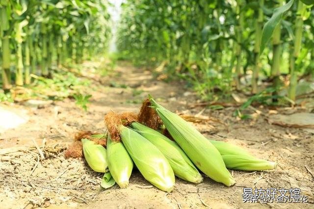 如何种植糯玉米才能实现高产？