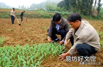 如何种植糯玉米才能实现高产？