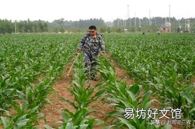 如何种植糯玉米才能实现高产？