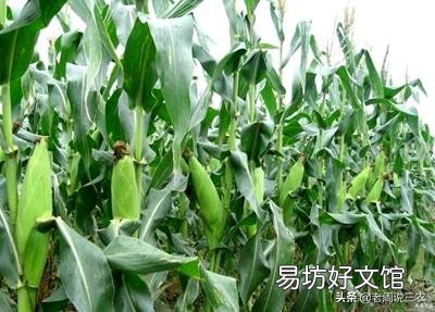 如何种植糯玉米才能实现高产？