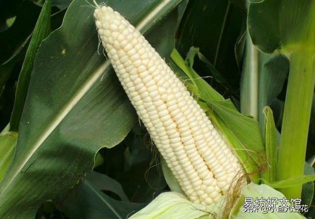 如何种植糯玉米才能实现高产？
