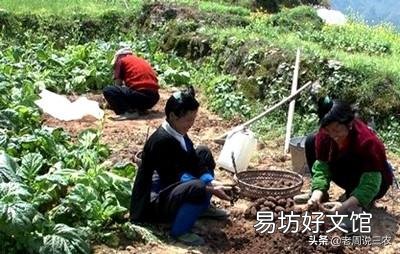 如何种植糯玉米才能实现高产？