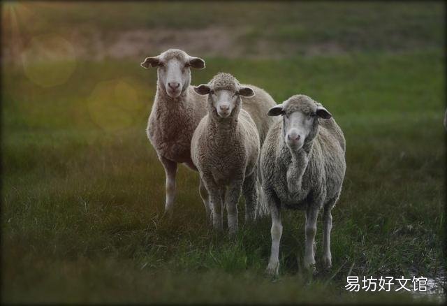 当前羊会降价吗?