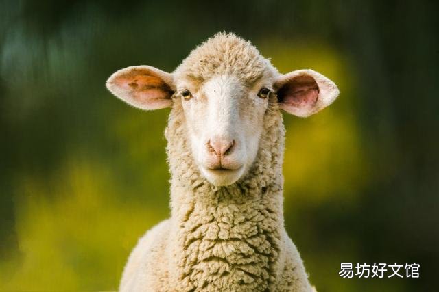 当前羊会降价吗?
