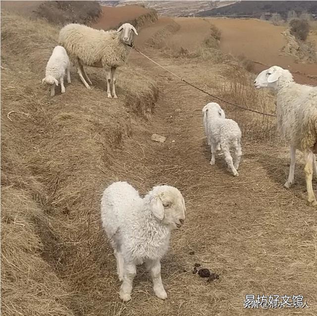 当前羊会降价吗?