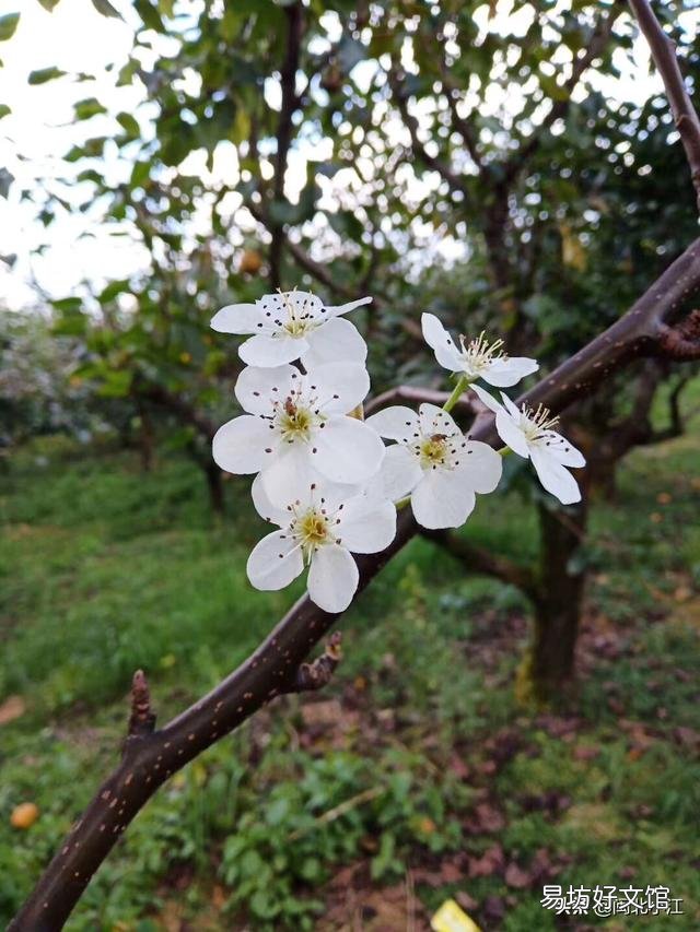 梨树去年结了很多梨，今年怎么一朵花都没有，是怎么回事？