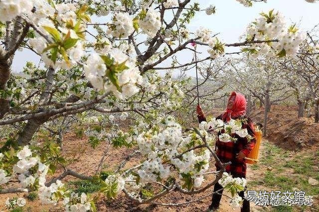 梨树去年结了很多梨，今年怎么一朵花都没有，是怎么回事？