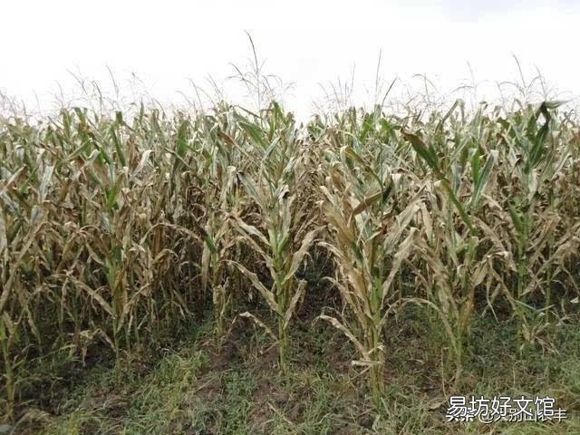 玉米早衰现象发生原因?如何防止? ?