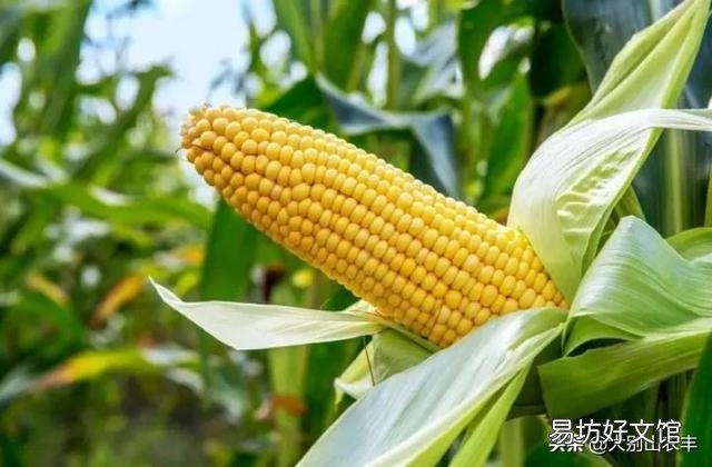 玉米早衰现象发生原因?如何防止? ?