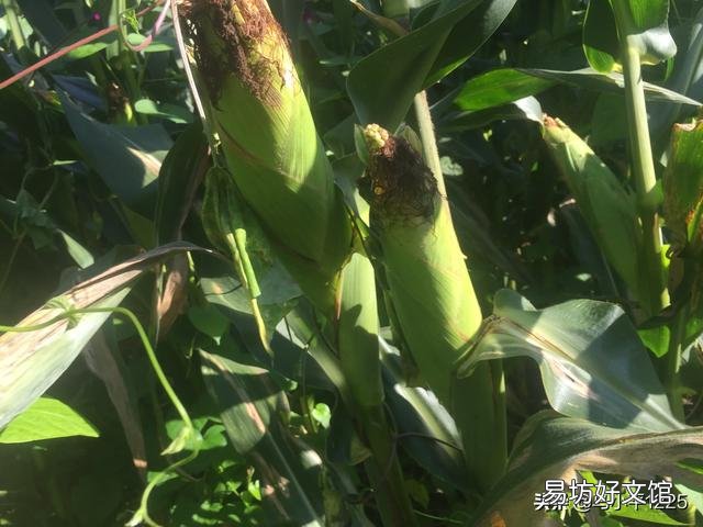 玉米早衰现象发生原因?如何防止? ?