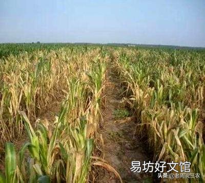 玉米早衰现象发生原因?如何防止? ?