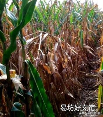 玉米早衰现象发生原因?如何防止? ?
