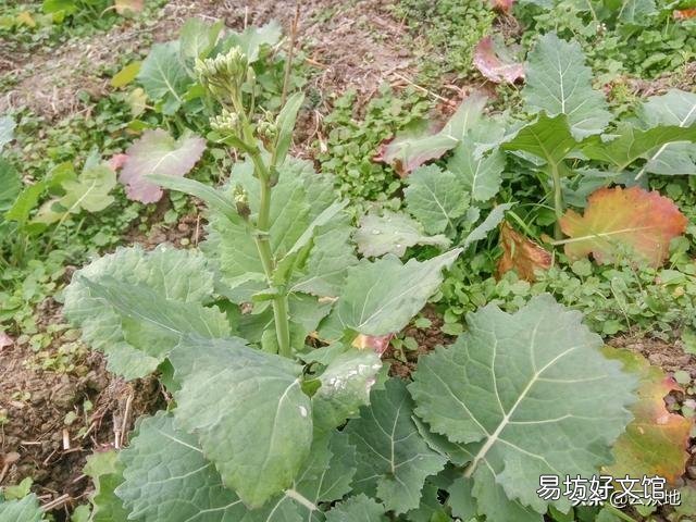 油菜提早开花,为什么会影响产量?