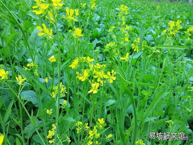 油菜提早开花,为什么会影响产量?