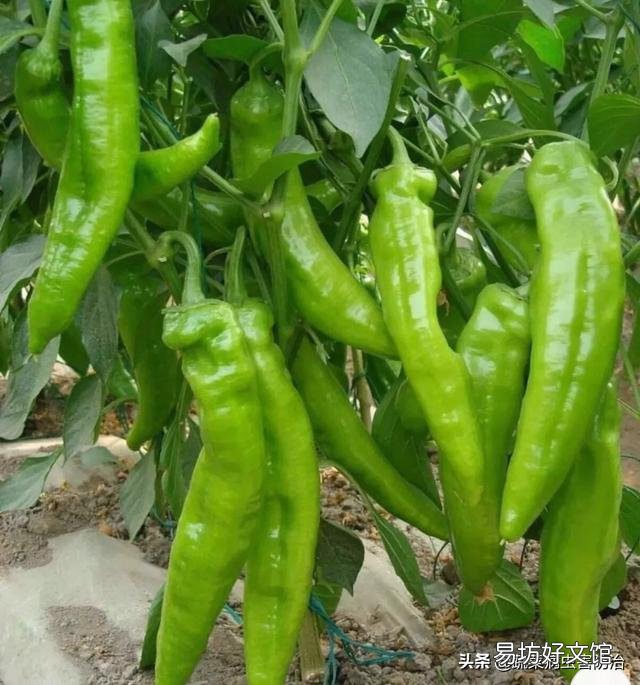 农村种植辣椒,可以直接用鸡粪吗?