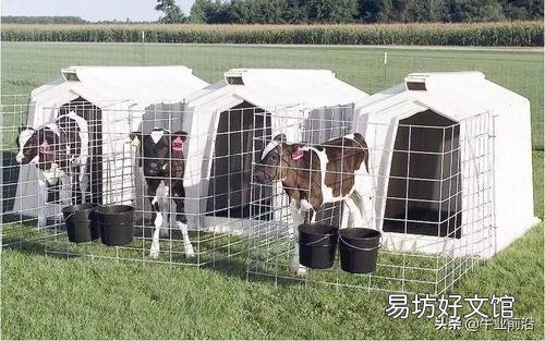 新生犢牛消化不良，腹瀉怎么辦？