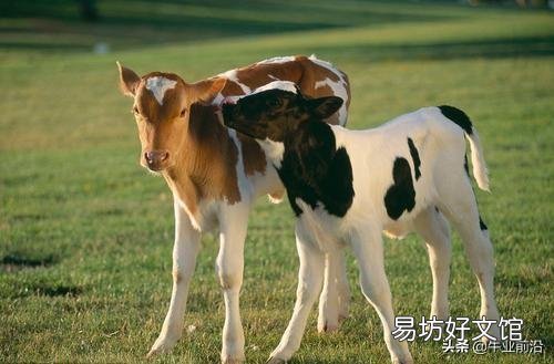 新生犢牛消化不良，腹瀉怎么辦？