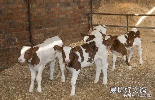 新生犢牛消化不良，腹瀉怎么辦？