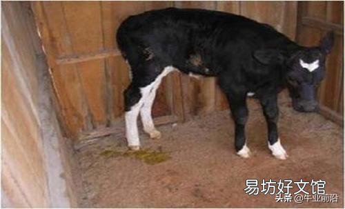 新生犢牛消化不良，腹瀉怎么辦？