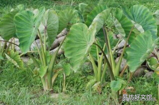 种芋头株距是多少合适？