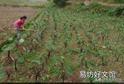 种芋头株距是多少合适？