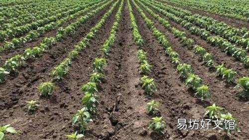 农村种植辣椒的农家肥要如何处理?