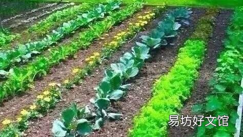 农村种植辣椒的农家肥要如何处理?
