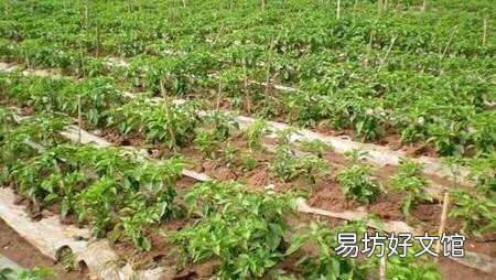 农村种植辣椒的农家肥要如何处理?