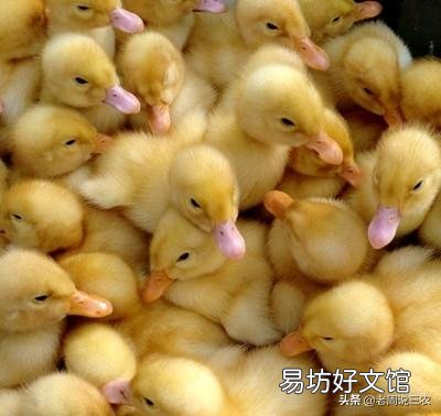 我想弄个孵化场孵鸭苗怎么弄?