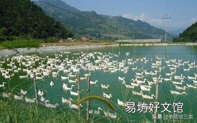 我想弄个孵化场孵鸭苗怎么弄?
