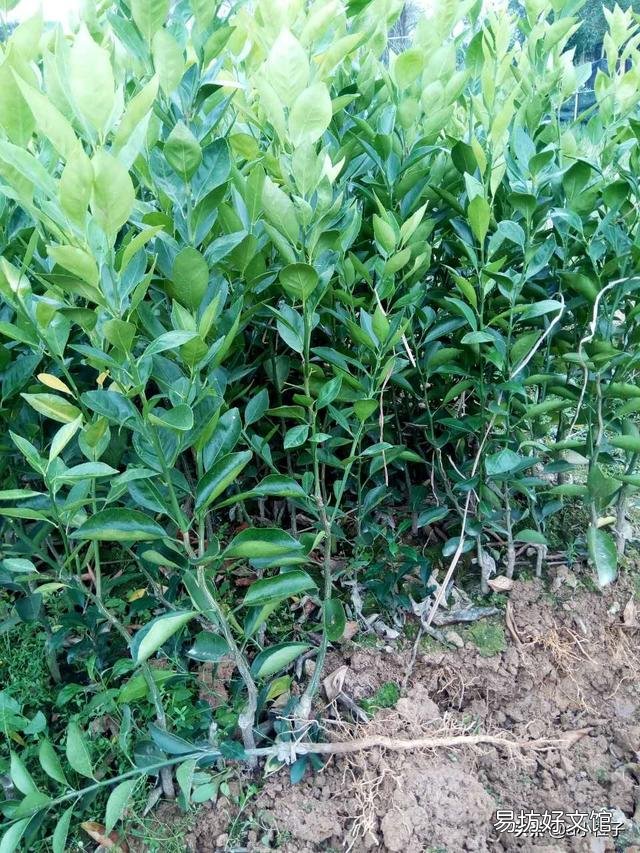 果树嫁接苗怎样管理?定植后如何管理?