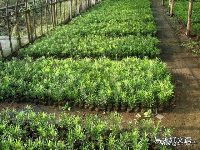 果树嫁接苗怎样管理?定植后如何管理?